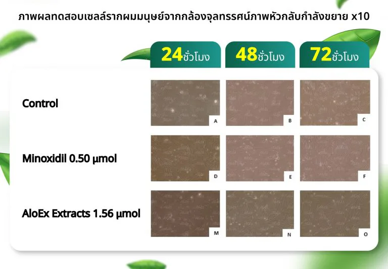 ภาพผลการทดสอบเซลล์รากผม