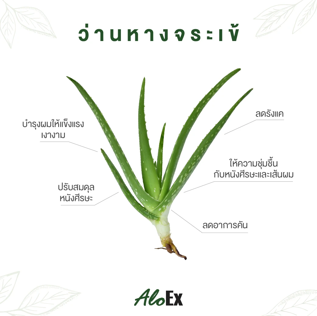 Aloe Vera