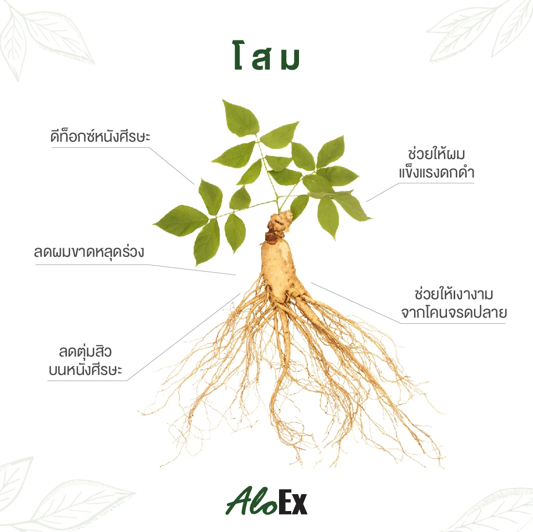Ginseng