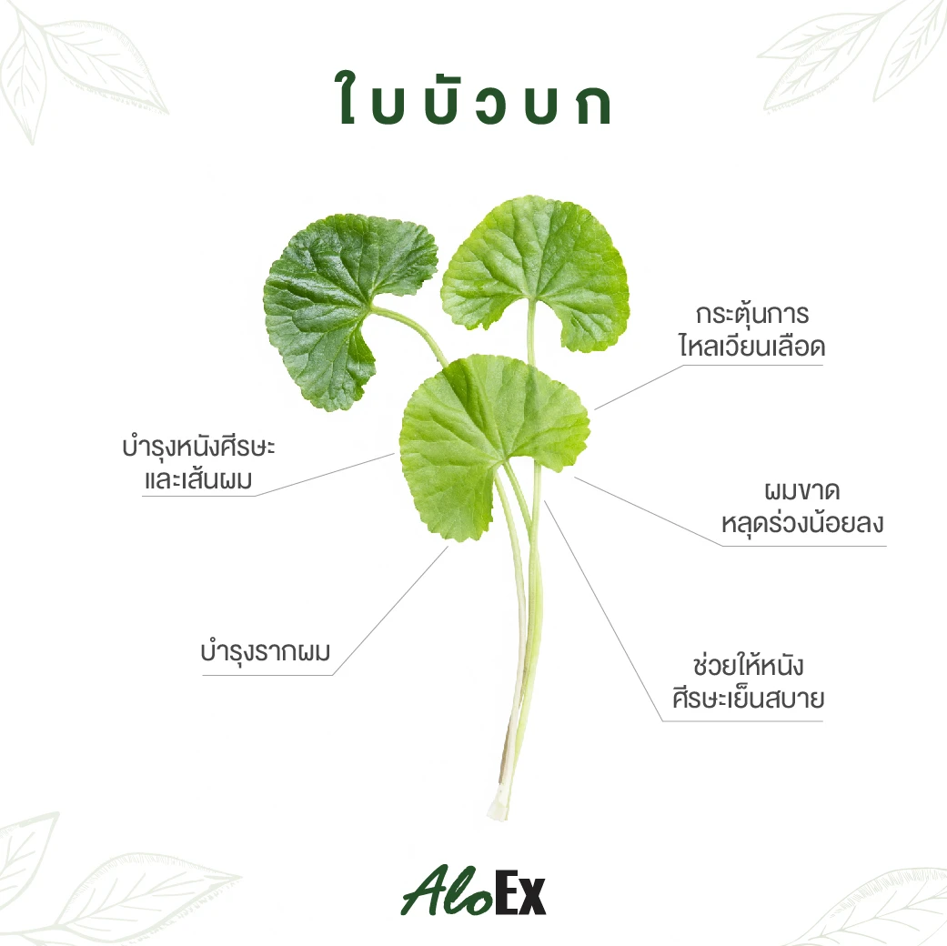 Gotu Kola မြင်းခွာ