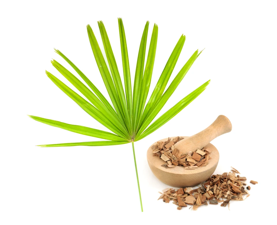 Saw Palmetto အပင်