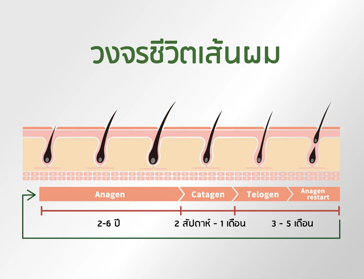ဆံပင်ပေါက်ဖွားသည့် သံသရာစက်ဝန်း