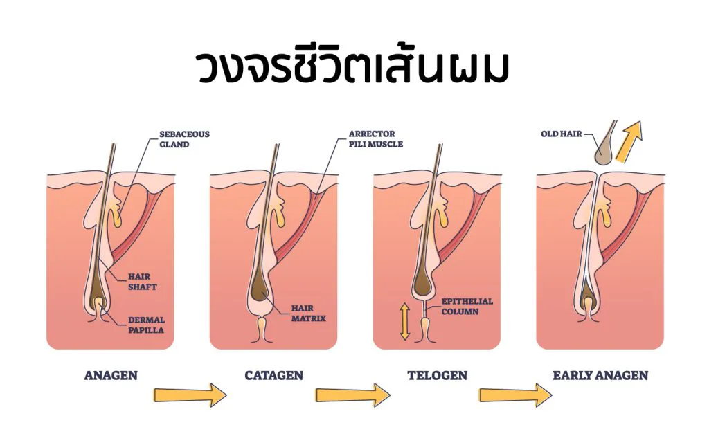วงจรชีวิตเส้นผม