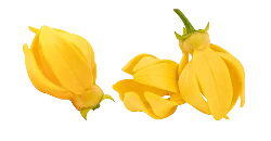 ကန့်ကော်