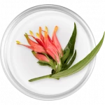 ဆေးချဉ်ပေါင်း (Clinacanthus)