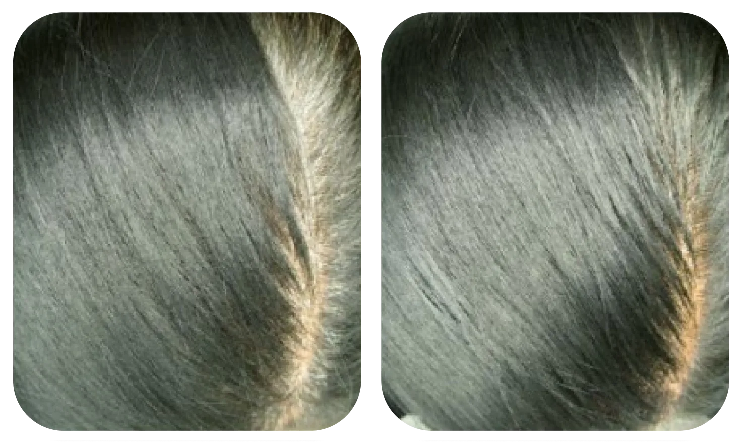Da đầu trước và sau khi dùng AloEx Organic Intensive Hair Serum, ảnh 2
