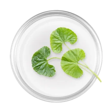 Gotu Kola