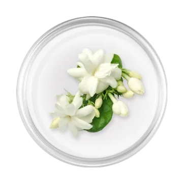 Jasmine