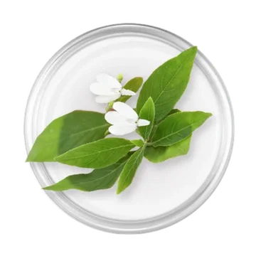 White Crane Flower