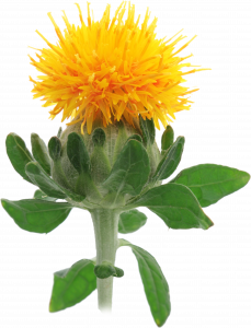 Safflower