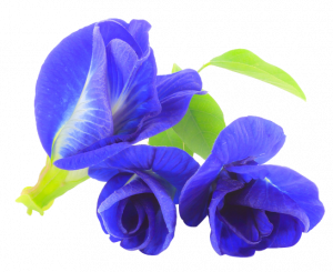 Butterfly Pea