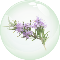 Rosemary Extract