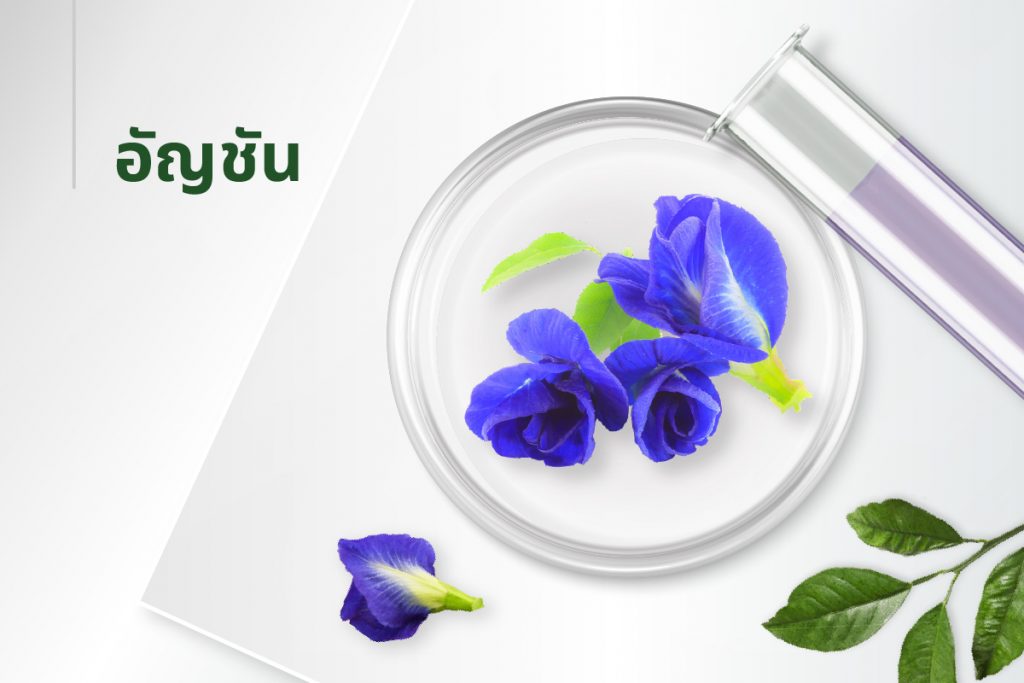 สูตรลับ 15 สารสกัด - ดอกอัญชัน