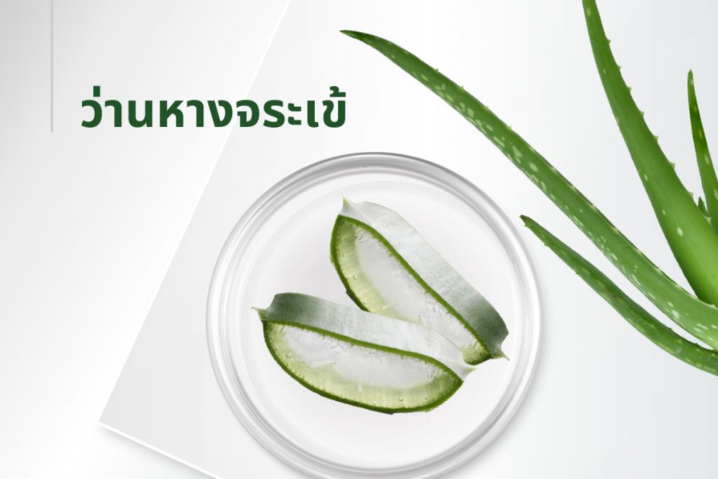 สูตรลับ 15 สารสกัด - ว่านหางจรเข้