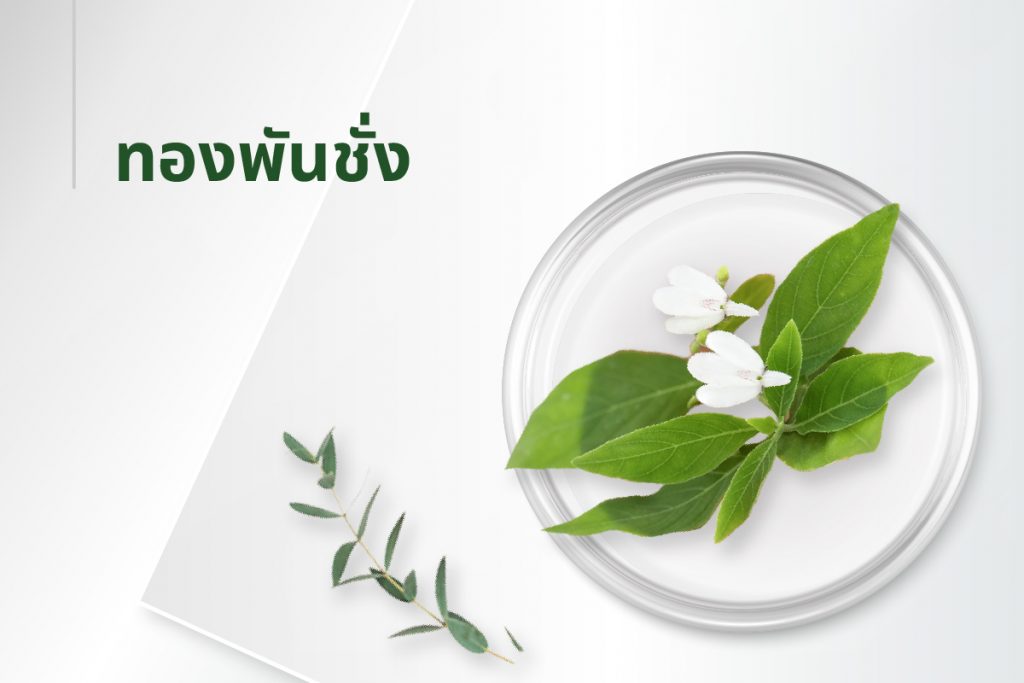 สูตรลับ 15 สารสกัด - ทองพันชั่ง