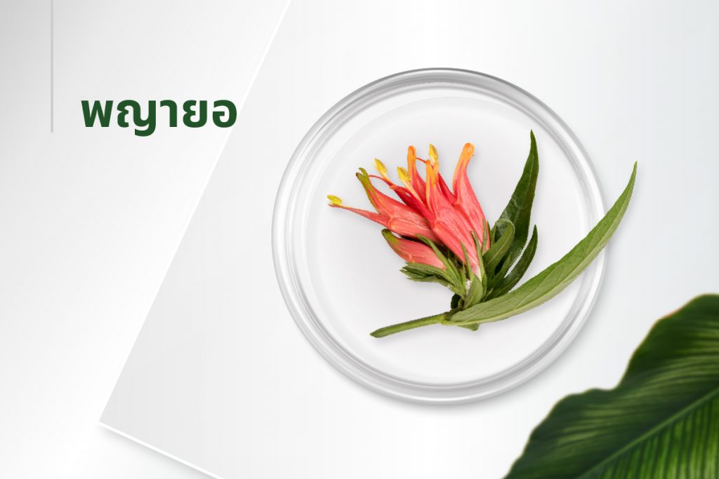 สูตรลับ 15 สารสกัด - พญายอ