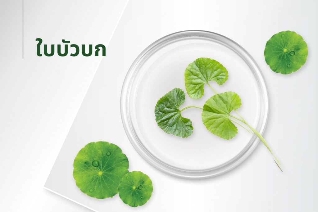 สูตรลับ 15 สารสกัด - ใบบัวบก