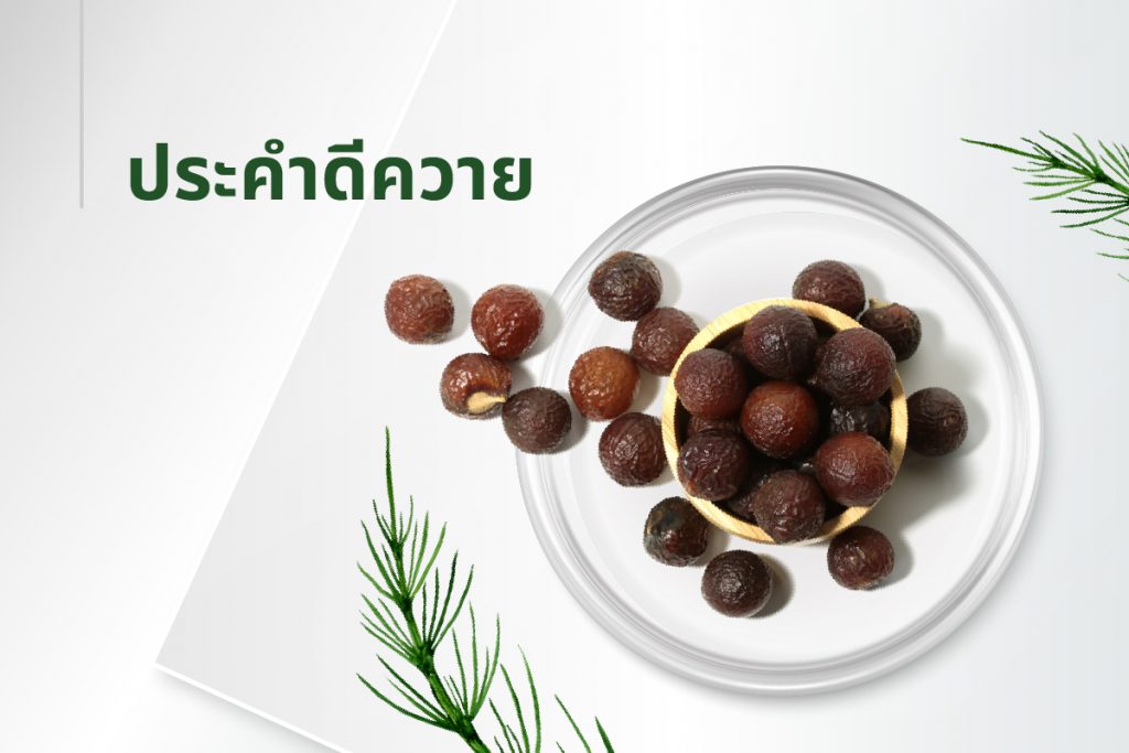 สูตรลับ 15 สารสกัด - ประคำดีควาย
