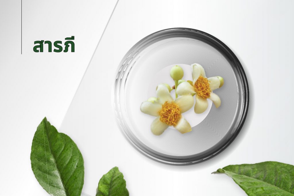 สูตรลับ 15 สารสกัด - สารภี
