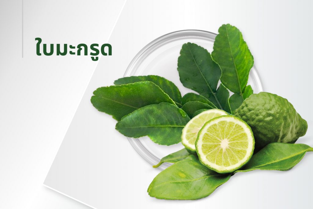 สูตรลับ 15 สารสกัด - มะกรูด
