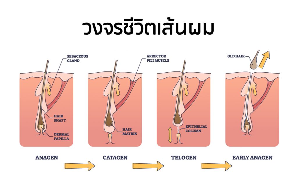 วงจรชีวิตเส้นผม
