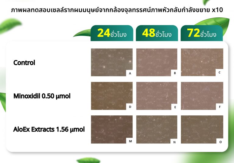 ภาพผลการทดสอบเซลล์รากผม