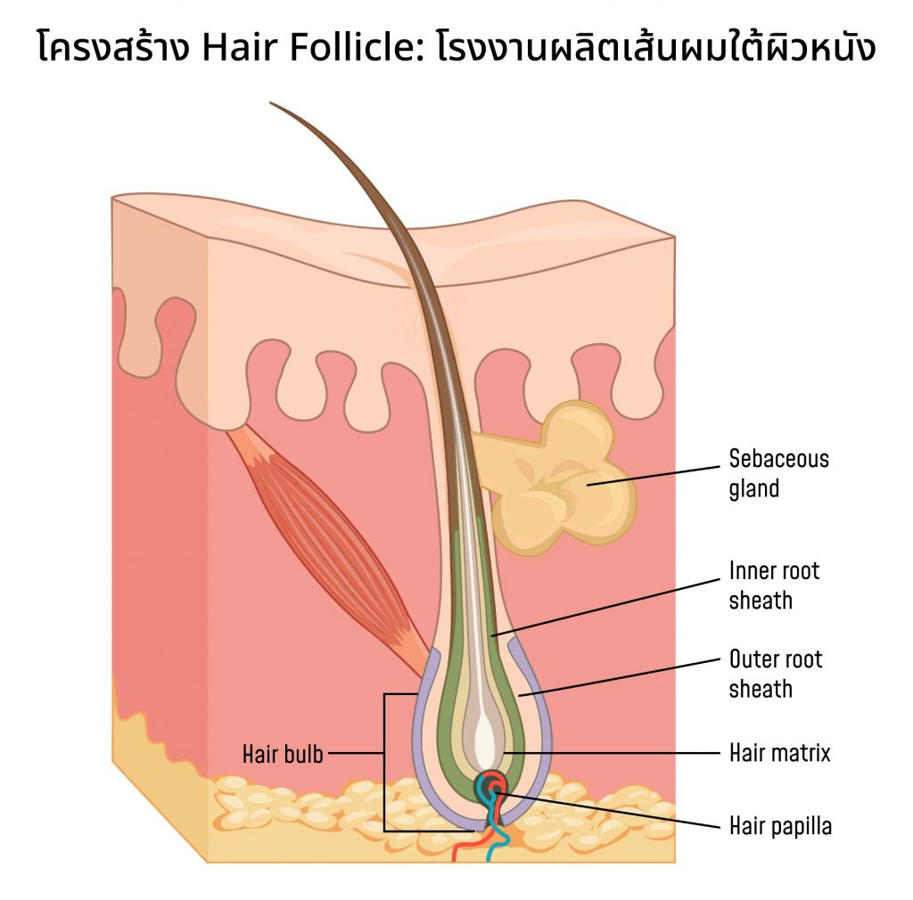 โครงสร้างรากผม